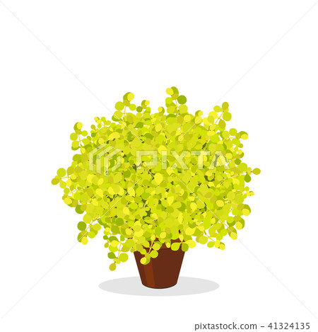 Lime green barberry bush trimmed into a ball shape Lime green barberry bush trimmed into a ball shape 41324135