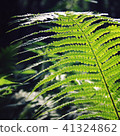 Fern leaf in the woods. Common bracken. Summertime 41324862