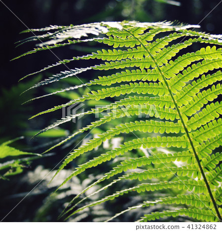 Fern leaf in the woods. Common bracken. Summertime Fern leaf in the woods. Common bracken. Summertime 41324862