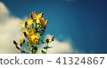 Bunch of Saint John's wort flowers. Russian North. 41324867
