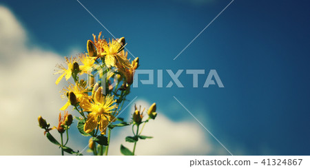 Bunch of Saint John's wort flowers. Russian North. 41324867