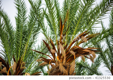 tropical resort with palm trees tropical resort with palm trees 41325530