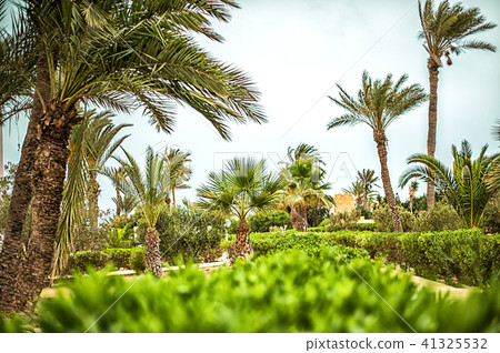 tropical resort with palm trees tropical resort with palm trees 41325532