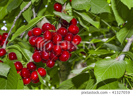Very tasty cherries on a big cherry tree in german Very tasty cherries on a big cherry tree in german 41327059