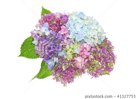 Hydrangea Hydrangea 41327753