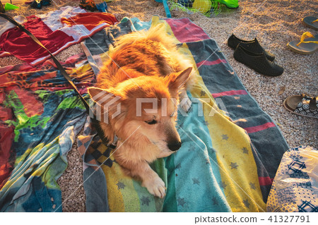 at the beach with the dog 41327791