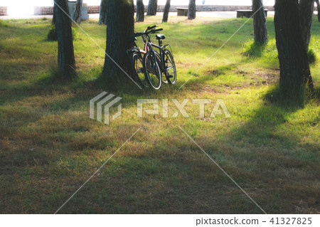 pair of bikes leaning against the tree 41327825