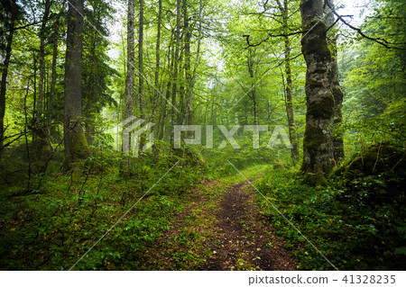 Amazing Misty forest 41328235