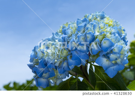 Hydrangea in blue sky Hydrangea in blue sky 41328630