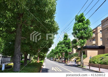 Landscape of Setagaya Lily tree street 41328812