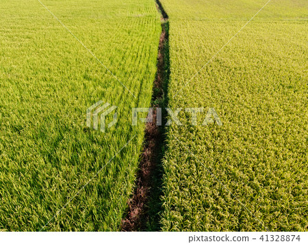 Rice Path Rice Path 41328874