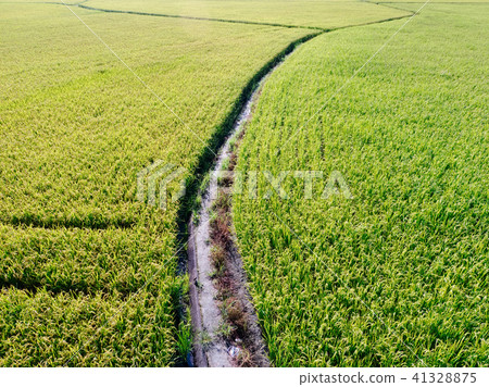Rice Path Rice Path 41328875