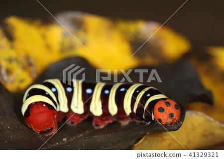 Creatures insects Aobasensei, age larvae. It is a pattern of heads which do not know which is the eyeball on which body is unknown 41329321