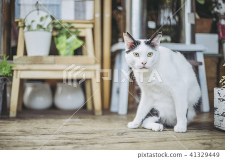 A relaxing cat 41329449