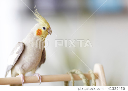 cockatiel 41329450