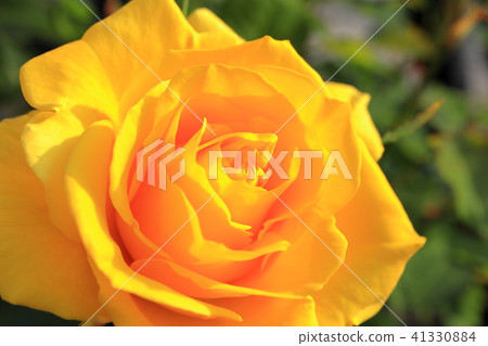 Yellow rose 41330884