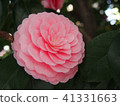 Camellia 41331663