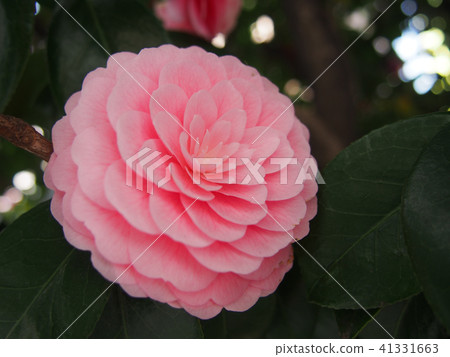 茶花 茶花 41331663
