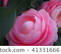 Camellia 41331666