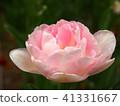 Tulip 41331667