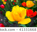 Tulip 41331668