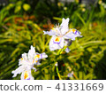 Shaga 41331669