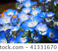 Nemophila 41331670