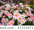 Margaret 41331671