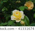 Roses 41331674