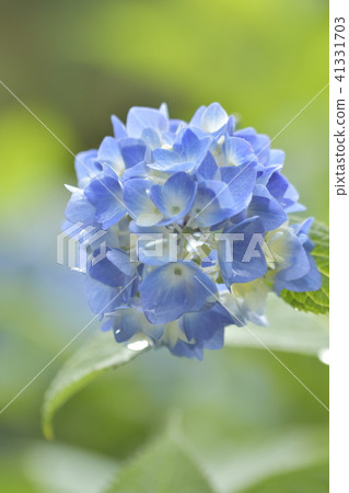 繡球 41331703