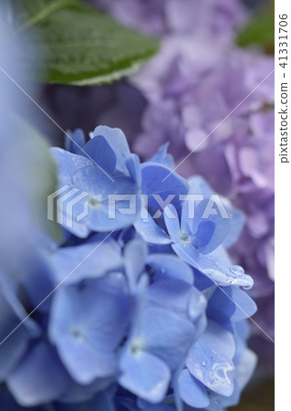繡球 41331706