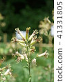 Yaburegasa花 41331805