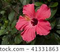 Hibiscus 41331863