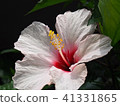 Hibiscus 41331865
