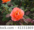 Roses 41331869