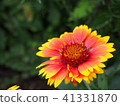 Flowers 41331870