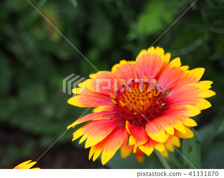 花 花 41331870
