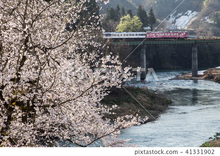 Cherry blossoms in the morning light and Tadami line train 41331902