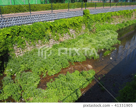 Shakujii River 41331905