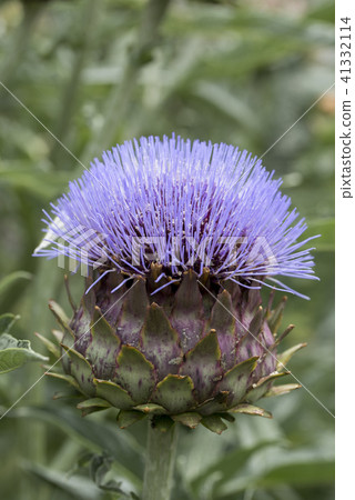 Artichoke flowers Artichoke flowers 41332114