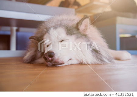 Siberian Husky, sleepy dog and lovely pet 41332521