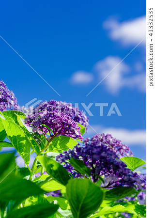 藍天和繡球花 41332535