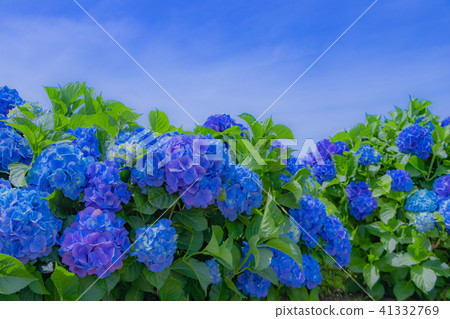在初夏藍天和藍色紫色的八仙花屬 41332769