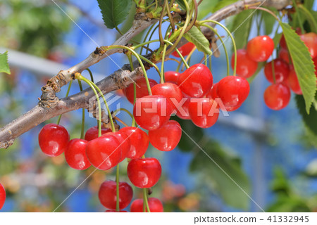 Cherries 41332945