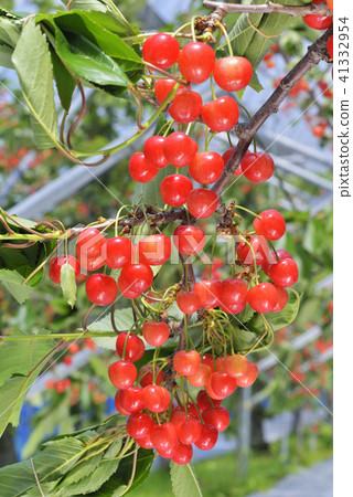 Cherries Cherries 41332954