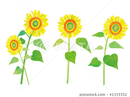 Sunflower material 41333352