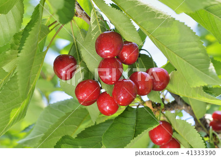 Cherries Cherries 41333390