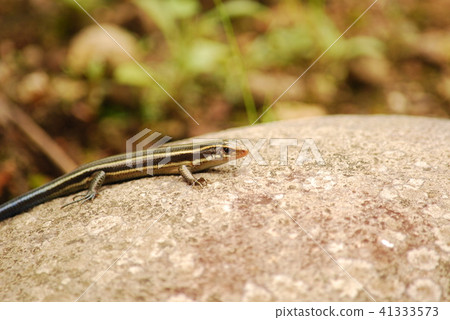 Japanese monkey lizard 2 Japanese monkey lizard 2 41333573