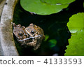 rainy season mating couple toads in lotus basin 41333593