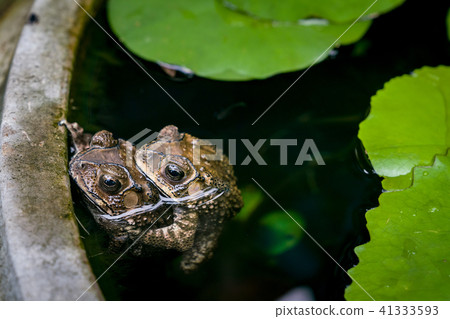 rainy season mating couple toads in lotus basin 41333593